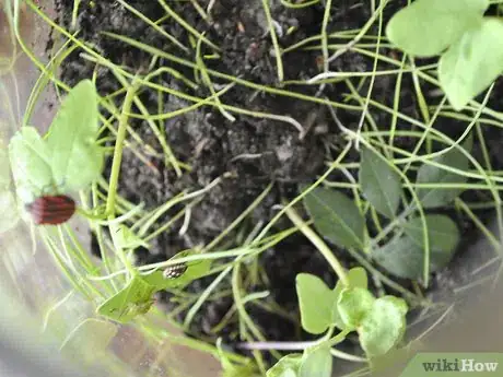 Image titled Make a Mini Biodome Step 9