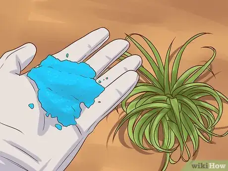 Image titled Care for Air Plants Step 7