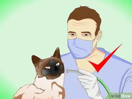 Image titled Groom a Siamese Cat Step 5