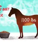 Feed Sugar Beet to a Horse