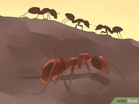 Image titled Control Whiteflies Step 4