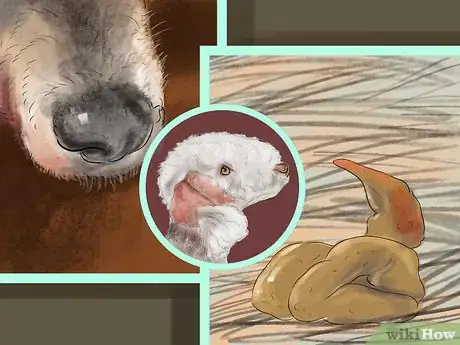 Image titled Choose a Bedlington Terrier Step 5