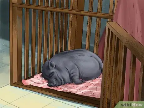 Image titled Have a Potbellied Pig for a Pet Step 9