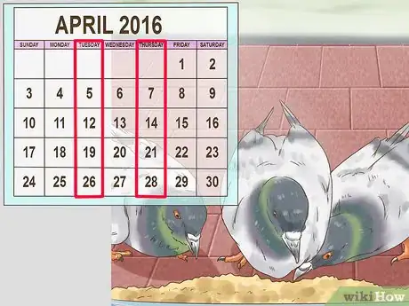 Image titled Use the Widowhood System to Train Homing Pigeons Step 7