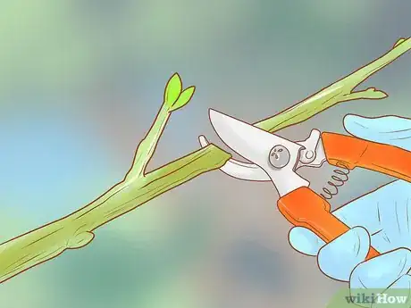 Image titled Prune a Fruit Tree Step 6