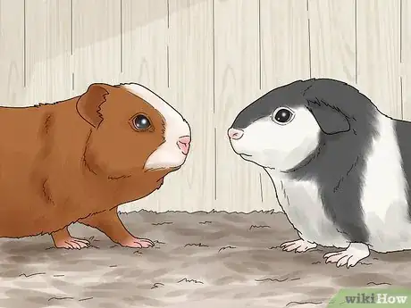 Image titled Choose a Guinea Pig for Breeding Step 11