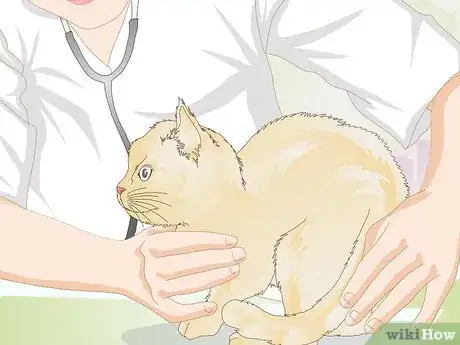 Image titled Prevent Feline Dental Disease Step 11