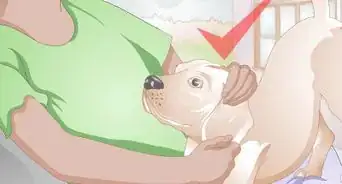 Care For a Dog with Bad Joints