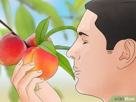 Image titled Pick Peaches Step 4