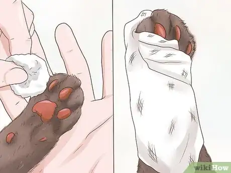 Image titled Treat a Limping Cat Step 3