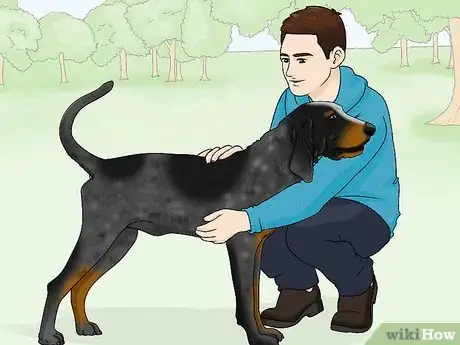 Image titled Identify a Bluetick Coonhound Step 12