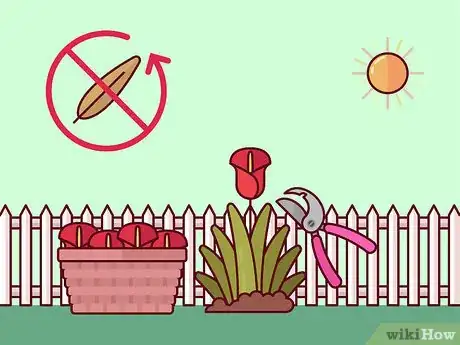 Image titled Get Calla Lilies to Flower Step 7