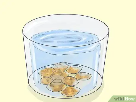 Image titled Grow a Queen Palm Step 2