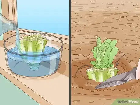 Image titled Regrow Vegetables Step 3