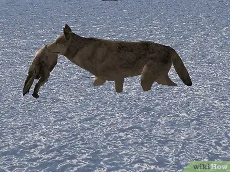 Image titled Play Wolf Quest Step 8