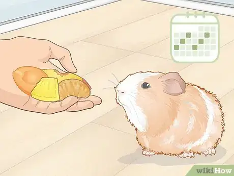 Image titled Prevent Your Guinea Pig from Becoming Sick Step 6
