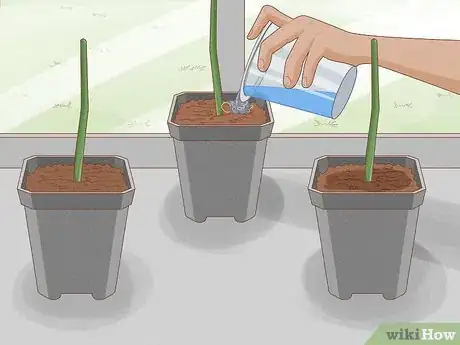 Image titled Breed Purple Roses Step 15