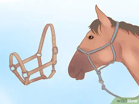 Image titled Handle and Control a Stallion Step 1