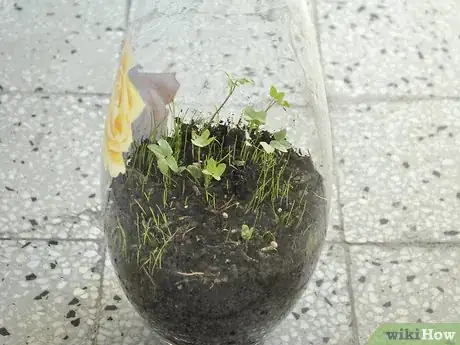 Image titled Make a Mini Biodome Step 6