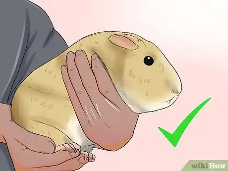 Image titled Buy a Healthy Guinea Pig Step 11
