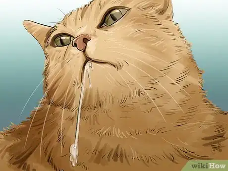 Image titled Tell if a Cat Has a Sore Throat Step 4