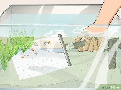 Image titled Avoid Algae in an Aquarium Step 6