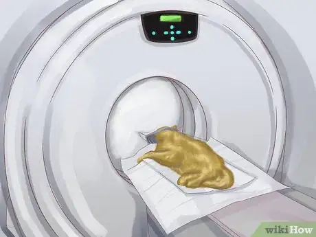 Image titled Diagnose Endocrine Disorders in Senior Dogs Step 11