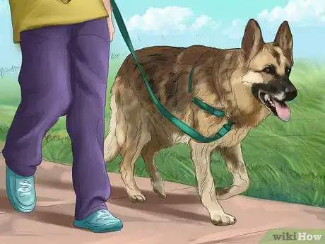 Image titled Deal with House Soiling in Older Dogs Step 13