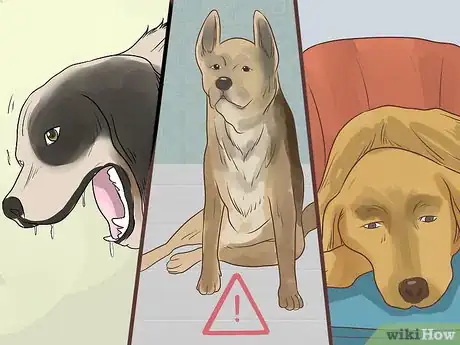 Image titled Diagnose Metabolic Disease in Older Dogs Step 3