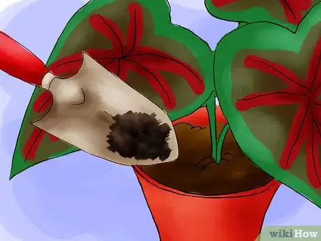 Image titled Grow Caladiums Step 07