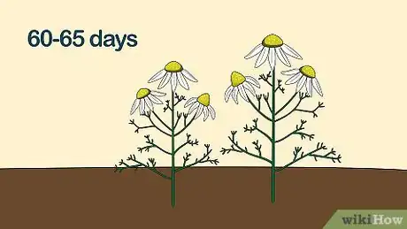 Image titled Grow Chamomile Step 23