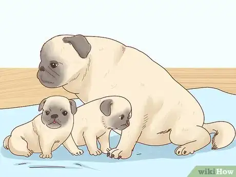 Image titled Choose a Pug Step 3