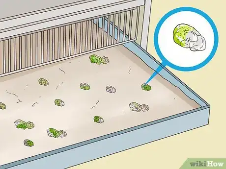 Image titled Treat Lovebirds with Psittacine Beak and Feather Disease Step 11