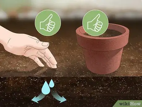 Image titled Grow Tomatillos Step 3