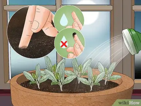 Image titled Grow Herbs in Pots Step 8