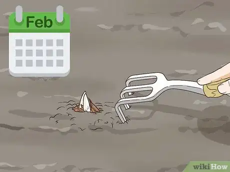 Image titled Grow Crocus Step 12