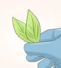 Grow Miniature Houseplants