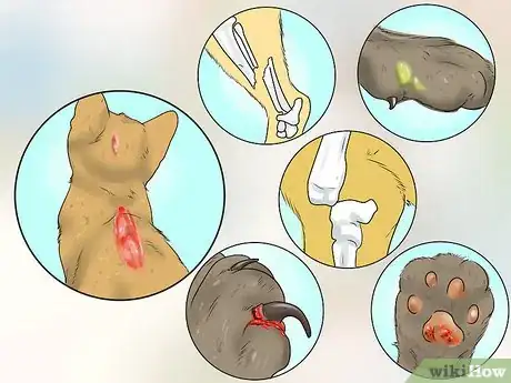 Image titled Treat a Limping Cat Step 12