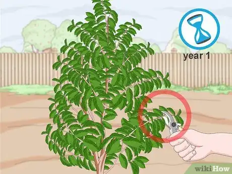 Image titled Plant Guanabana Seeds Step 21