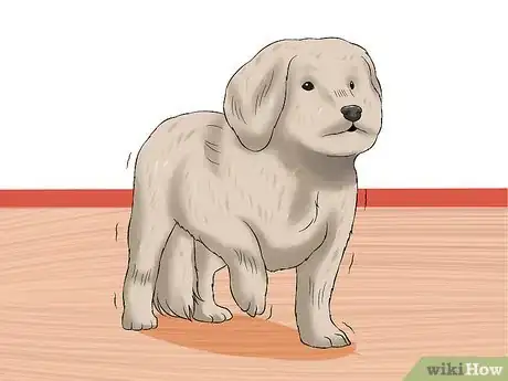 Image titled Diagnose Little White Shaker Syndrome in Maltese Step 2
