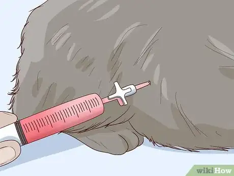 Image titled Diagnose and Treat Pyothorax in Cats Step 11