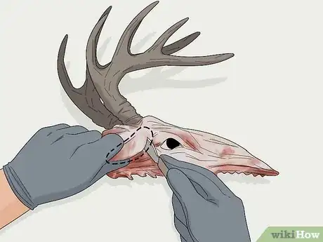 Image titled Do a European Mount Step 3