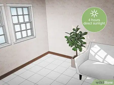 Image titled Water a Fiddle Leaf Fig Tree Step 6