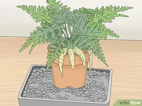 Image titled Grow a Rabbit Foot Fern Step 7
