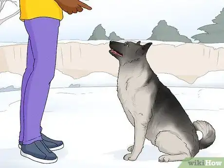 Image titled Identify a Norwegian Elkhound Step 12