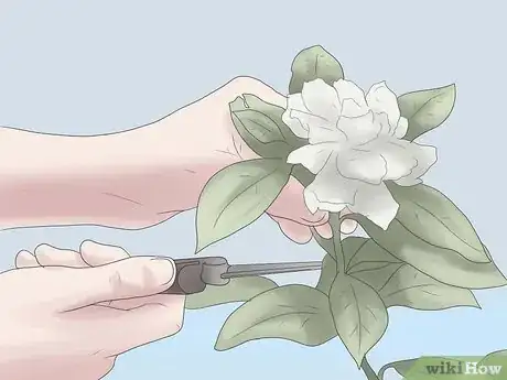 Image titled Grow Gardenias Step 11