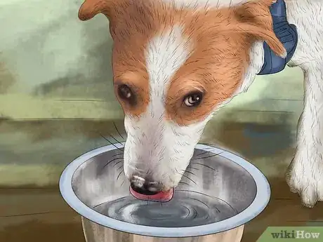 Image titled Keep Your Dog Safe on a Boat Ride Step 13