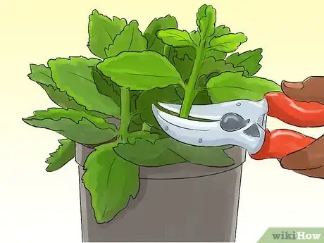 Image titled Prune Kalanchoe Step 4