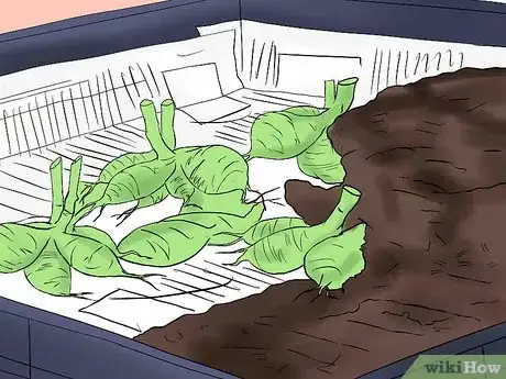 Image titled Overwinter Dahlias Step 7