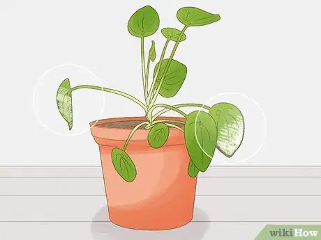 Image titled Prevent over Watering in House Plants Step 13
